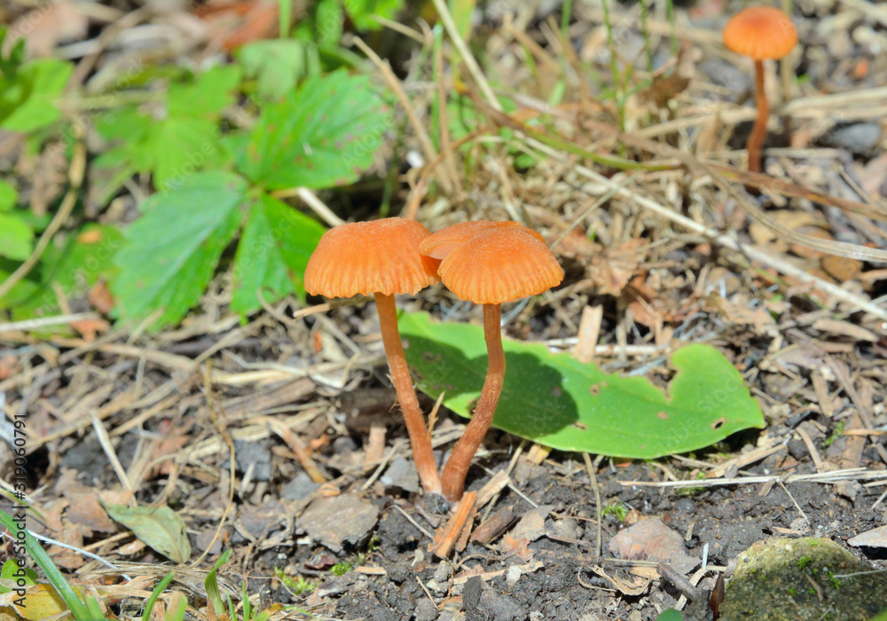 Small mushrooms (Hygrocybe laeta) 1 Small mushrooms (Hygrocybe laeta) 1