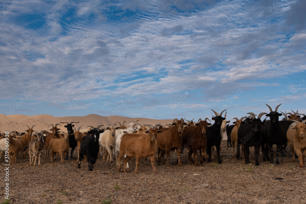 Gobi desert goats