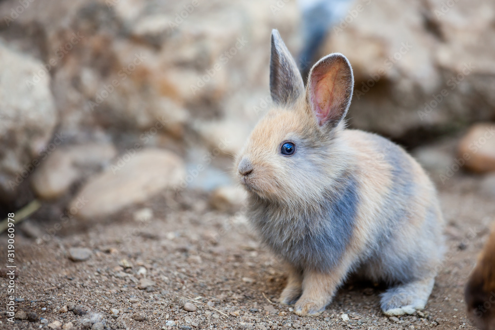 Cute little bunny sitting on the ground. Rabbit in the farm. Cute little bunny sitting on the ground. Rabbit in the farm.
