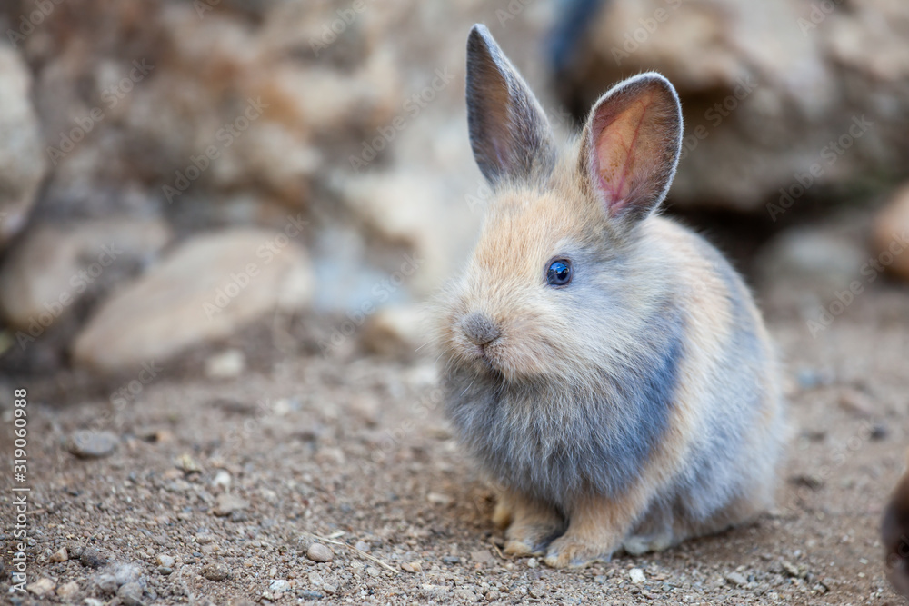 Cute little bunny sitting on the ground. Rabbit in the farm. Cute little bunny sitting on the ground. Rabbit in the farm.