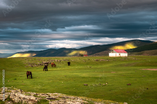 Horses grazing at sunset
