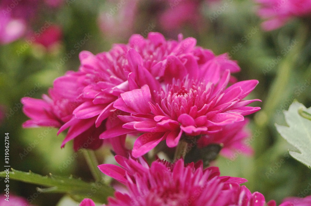 Fototapeta premium Red chrysanthemum