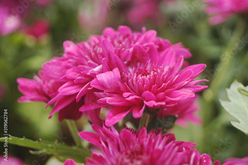 Red chrysanthemum