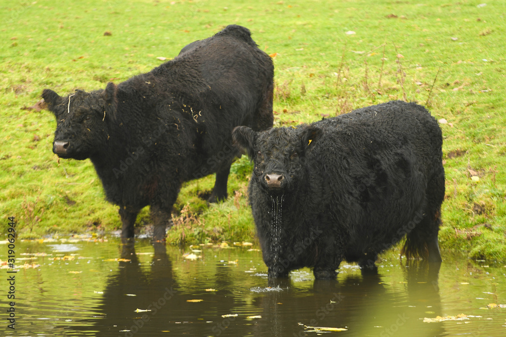 Fototapeta premium Cows in Amsterdam