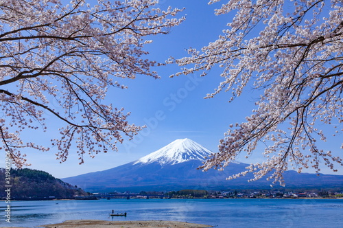 富士山と満開の桜、山梨県富士河口湖町河口湖にて © photop5