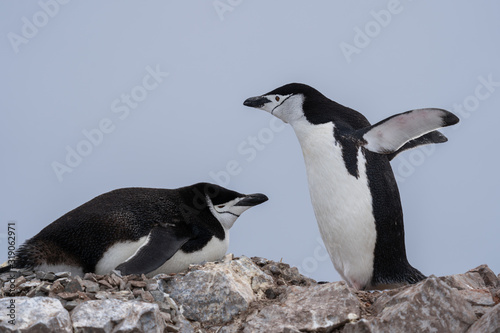 Nesting Chinstrap Penguins in Antarctica