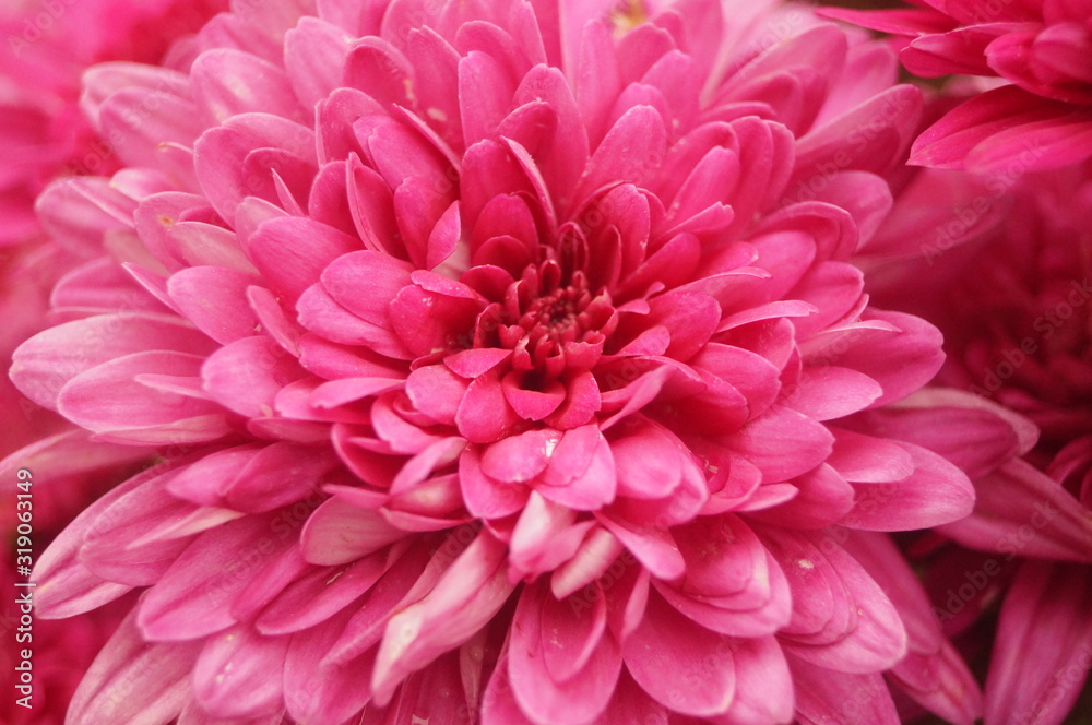 Fototapeta premium Red chrysanthemum