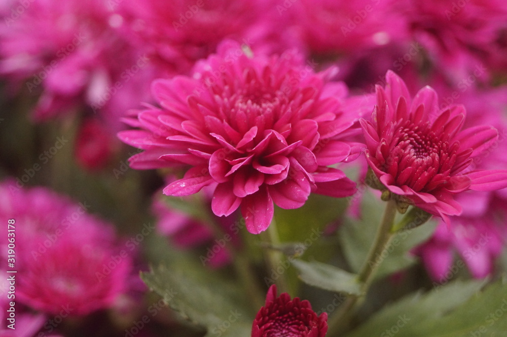 Red chrysanthemum Red chrysanthemum