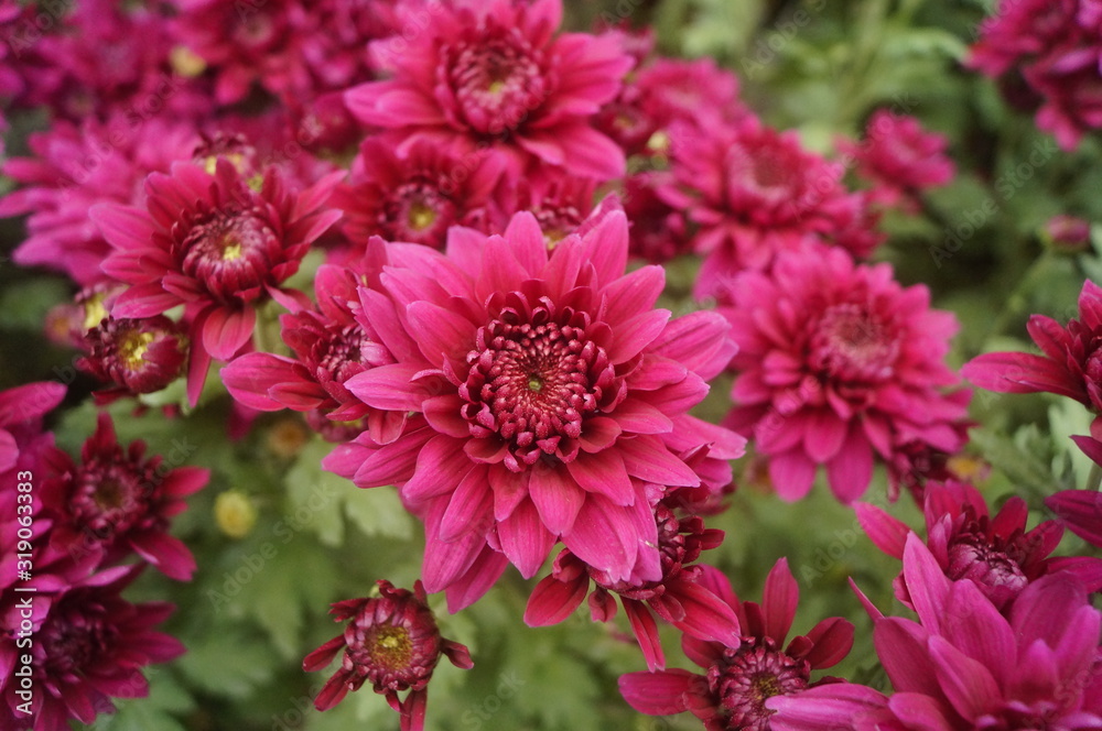 Red chrysanthemum Red chrysanthemum
