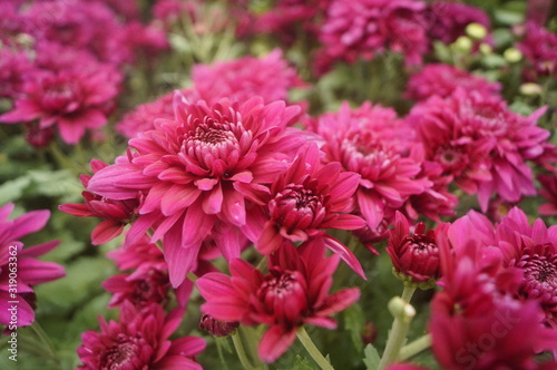 Red chrysanthemum