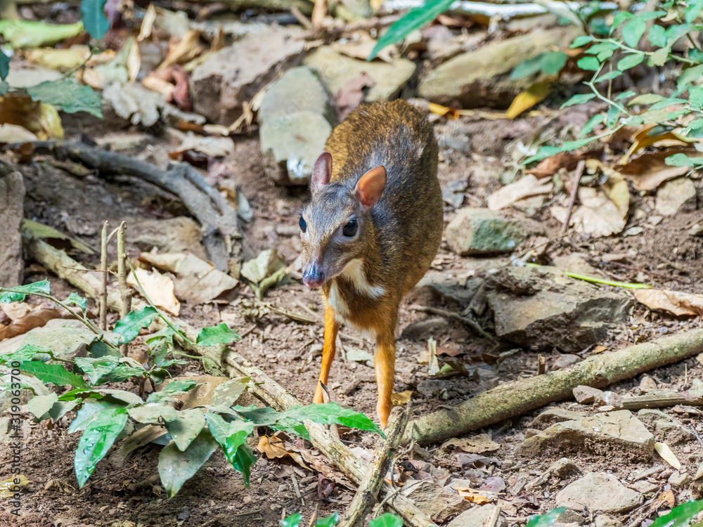 Obraz premium The smallest known hoofed mammal is the Lesser Mouse Deer with a mature size as little as around 45 cm (18 inches) and 2 kg (4.4 lb). Scientific name is Tragulus kanchi.
