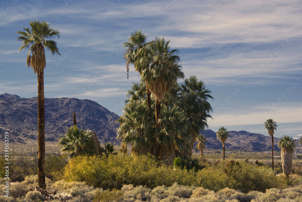 palm trees in desert