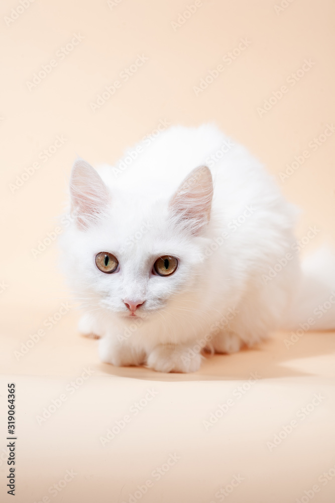 Beautiful cat with fluffy white pure color fur and yellow big eyes