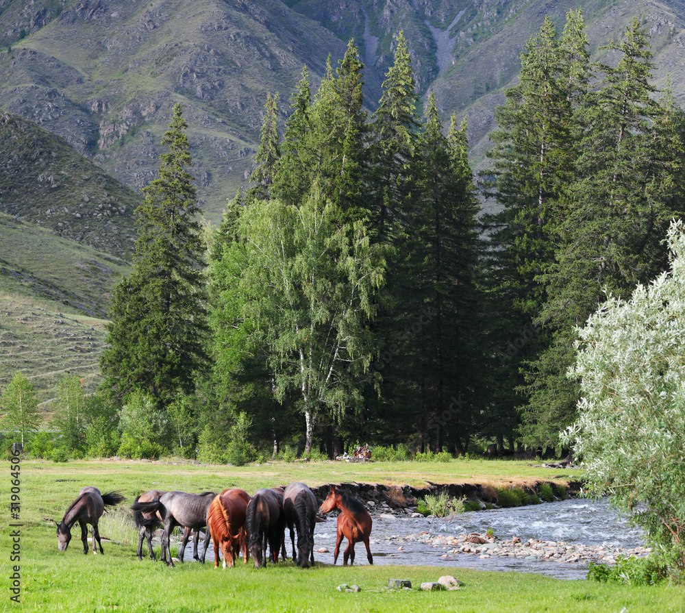 Horses by the river, summer view. Travel in the mountains of Altai.