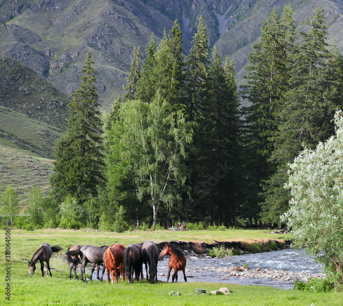 Horses by the river, summer view. Travel in the mountains of Altai. © Valerii