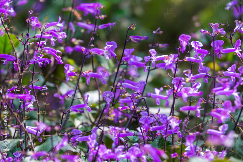 Fototapeta premium Colourful flower blossoms in a garden.