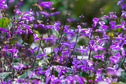 Colourful flower blossoms in a garden.