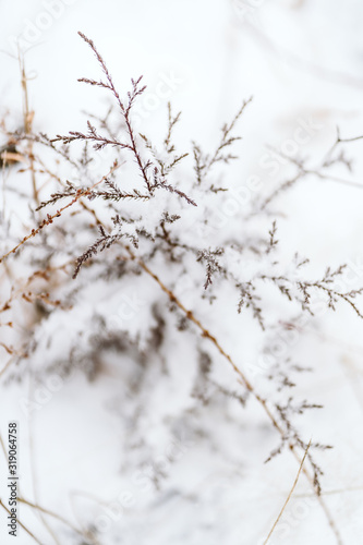 winter stubble in the frosted snow © Todd