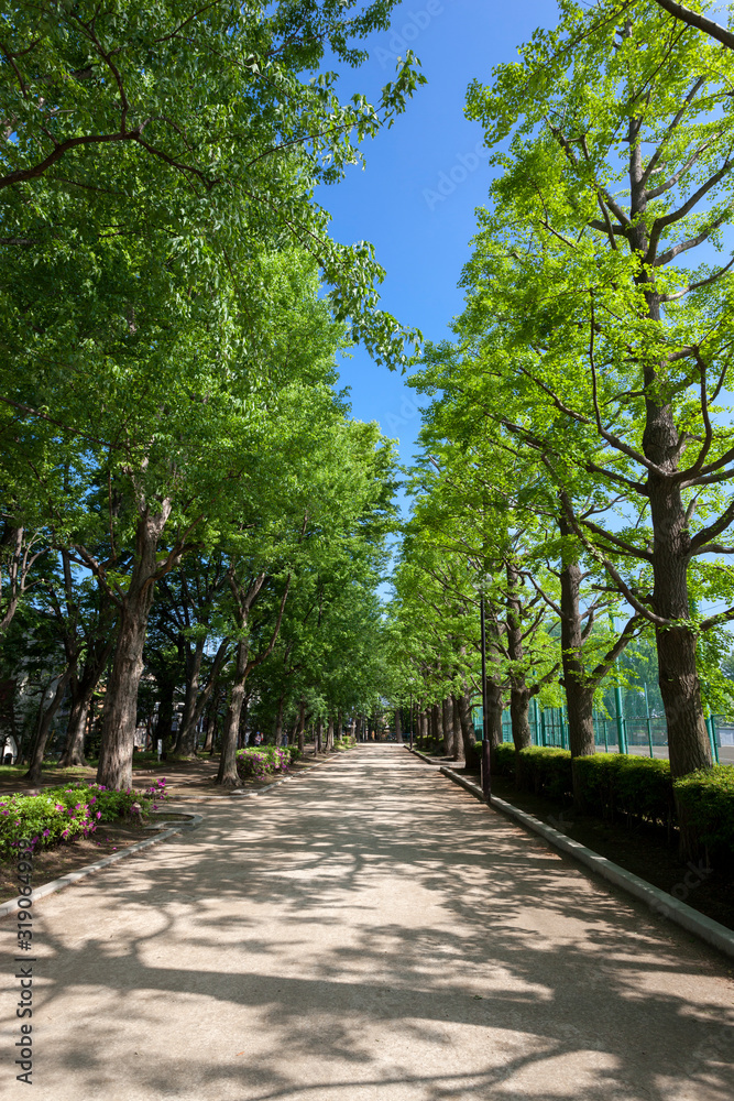 新緑の羽根木公園（東京都世田谷区）