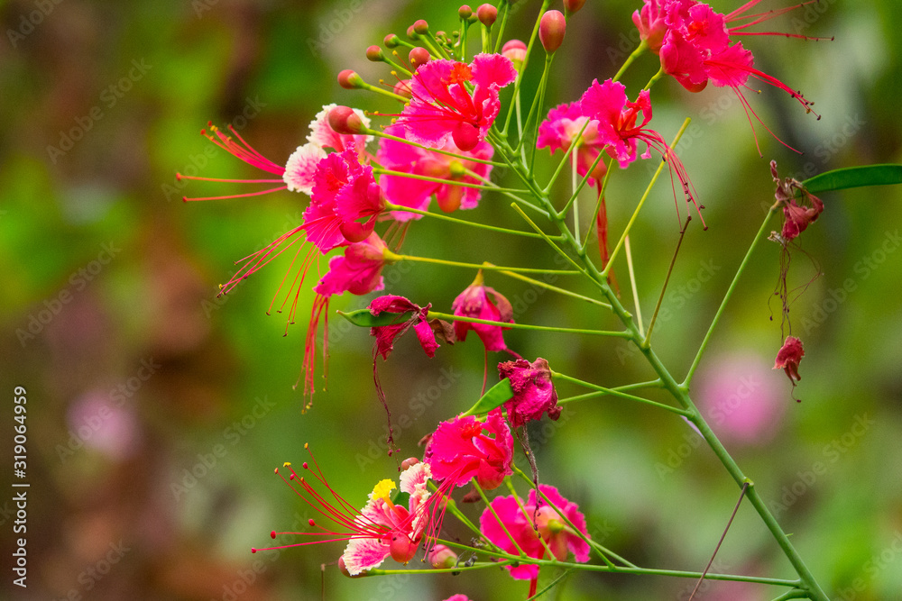 Colourful flower blossoms in a garden. Colourful flower blossoms in a garden.