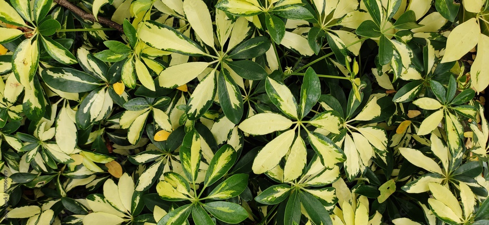 background with green leaves background with green leaves
