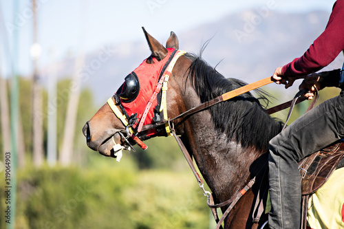Obraz na plátne racehorse in blinkers