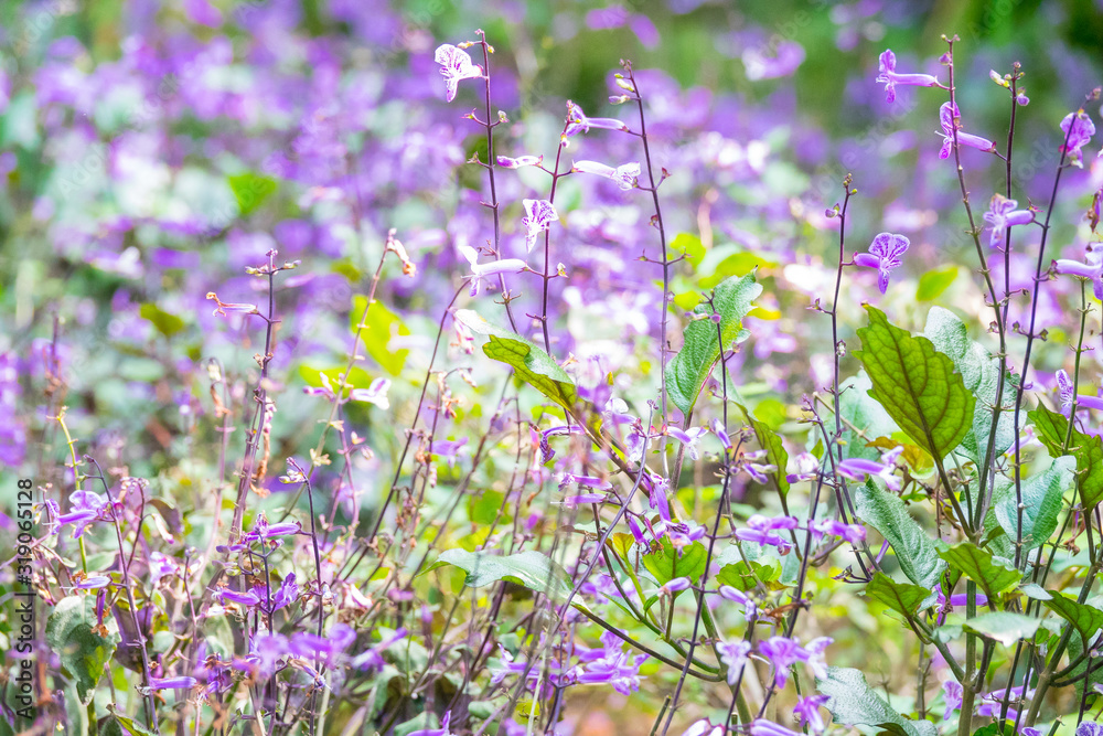 Naklejka premium Colourful flower blossoms in a garden.