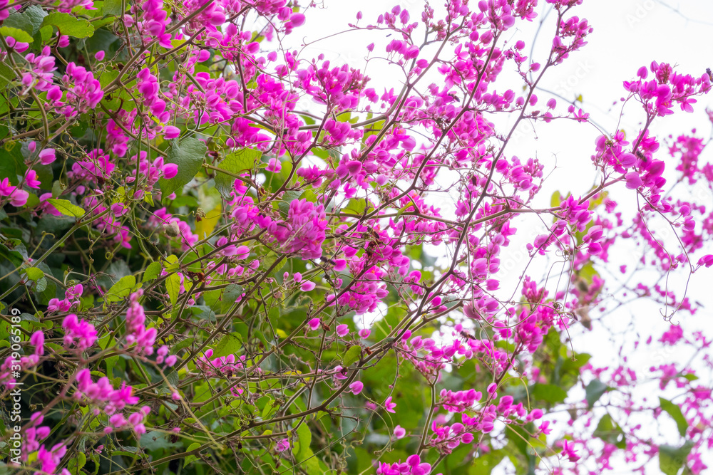 Fototapeta premium Colourful flower blossoms in a garden.