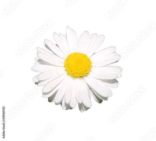 close-up of a white and yellow Daisy flower isolated without a background