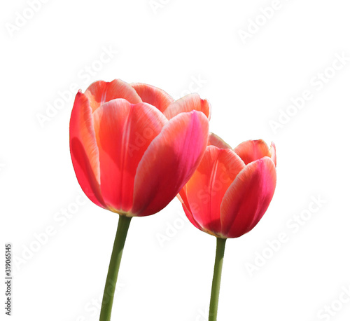 close up of red two Tulip flowers isolated without background