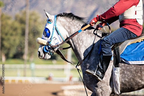 gray racehorse