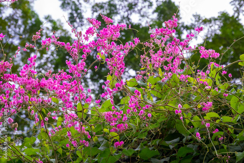 Colourful flower blossoms in a garden.