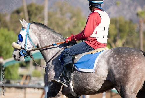 gray racehorse photo