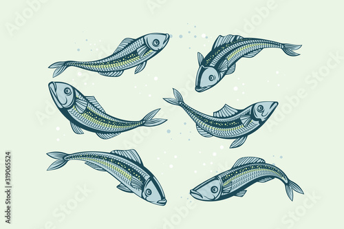 Set of Vector sardine. Icon badge fish for design seafood packaging and market