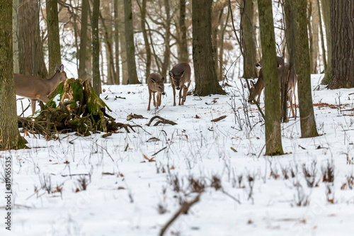 Deer. The white-tailed deer  also known as the whitetail or Virginia deer in winter on snow. White taild deer is  the wildlife symbol of Wisconsin  and game animal of Oklahoma. photo