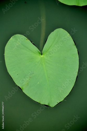 Water Lily Heart Leaf
