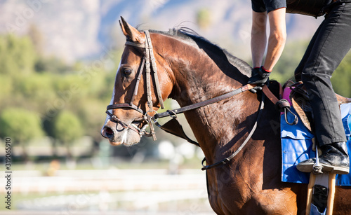 bay racehorse headshot © Terri Cage 