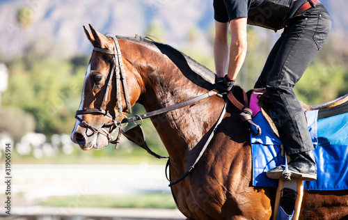 Fotografie bay racehorse headshot