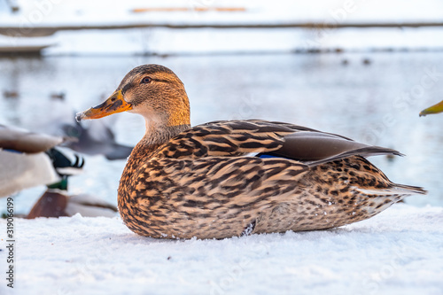 Female duck sits on the white snow