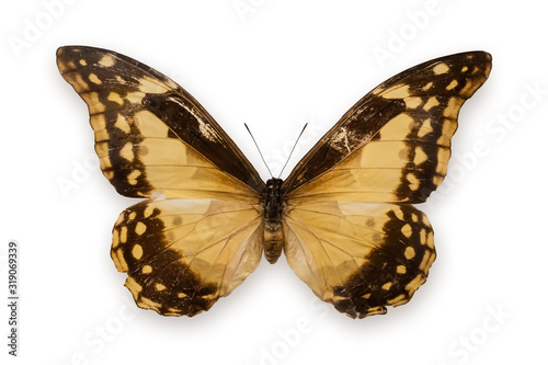 Beautiful blue Morpho Helena butterfly (female) with sparkling wings, isolated on white background. Tropical butterfly from Peru, collector's item close up detailed view. © Alina Boldina