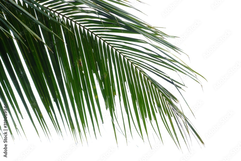 Obraz premium Tropical coconut tree leaves on white isolated background for green foliage backdrop and copy space 