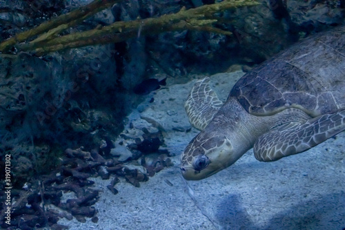 turtle in aquarium 