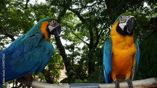 Blue-yellow macaws (neotropic macaws) are chained