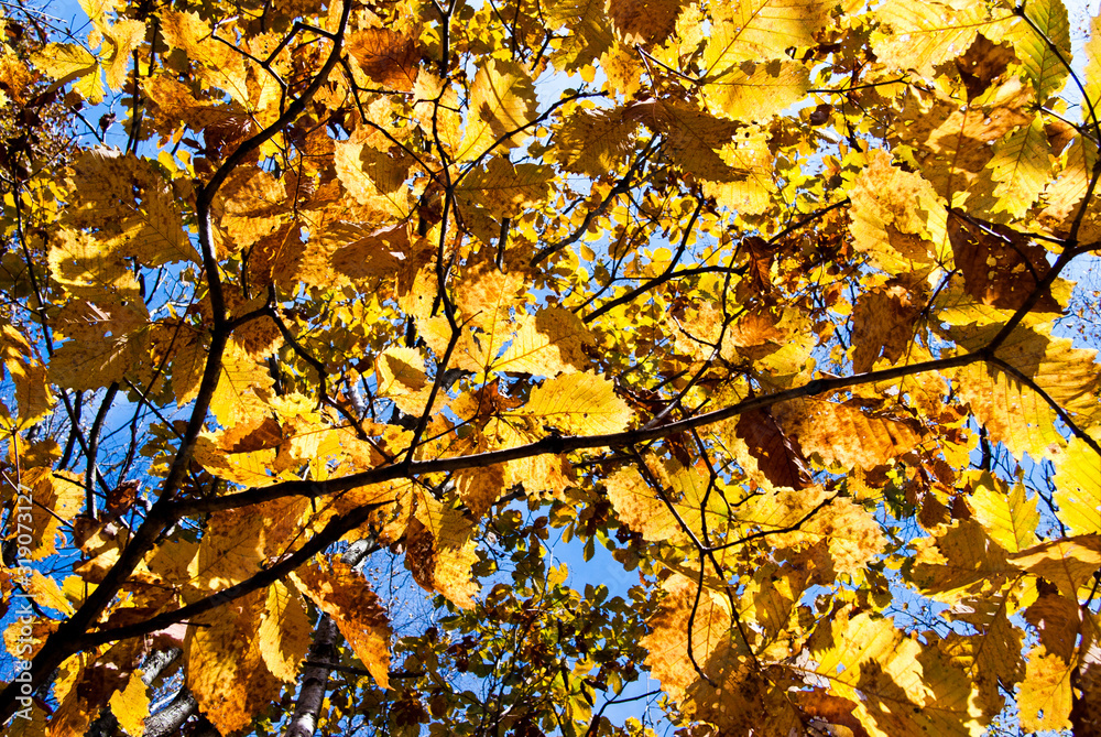 Fototapeta premium ミズナラの黄葉のクローズアップ