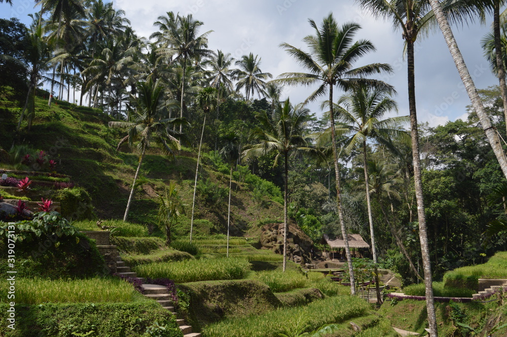 Obraz premium Rice fields