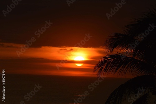 Fototapeta Naklejka Na Ścianę i Meble -  palm sunset