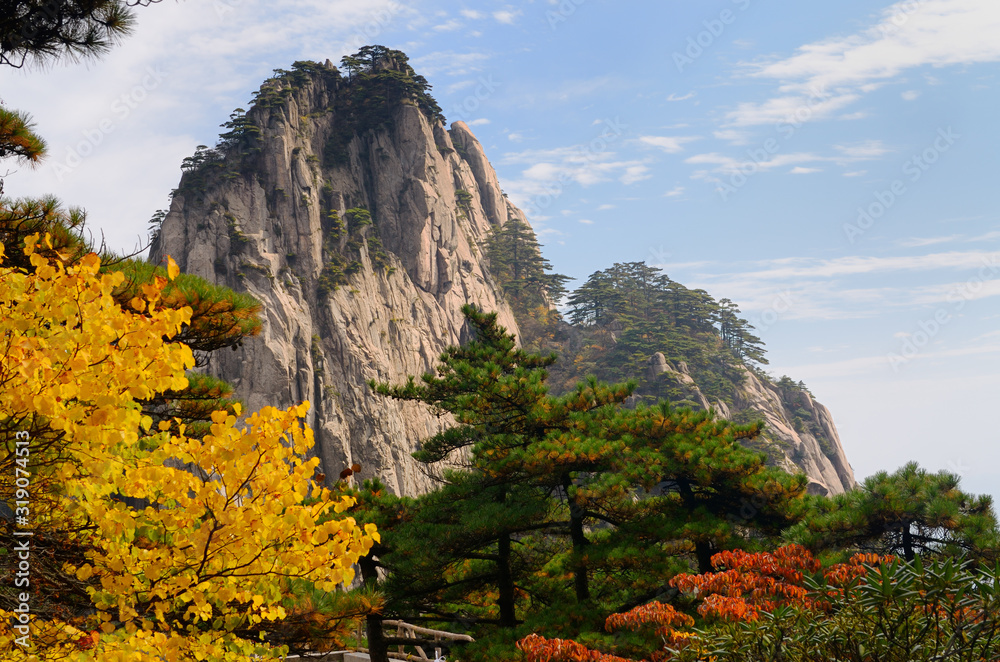 Pine trees and yellow and red Fall leaves at Fairy Maiden Peak on Huangshan Mountain China