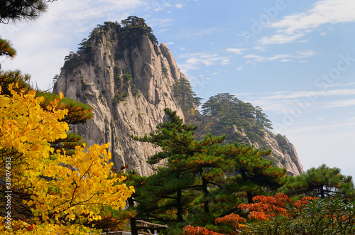 Pine trees and yellow and red Fall leaves at Fairy Maiden Peak on Huangshan Mountain China photo