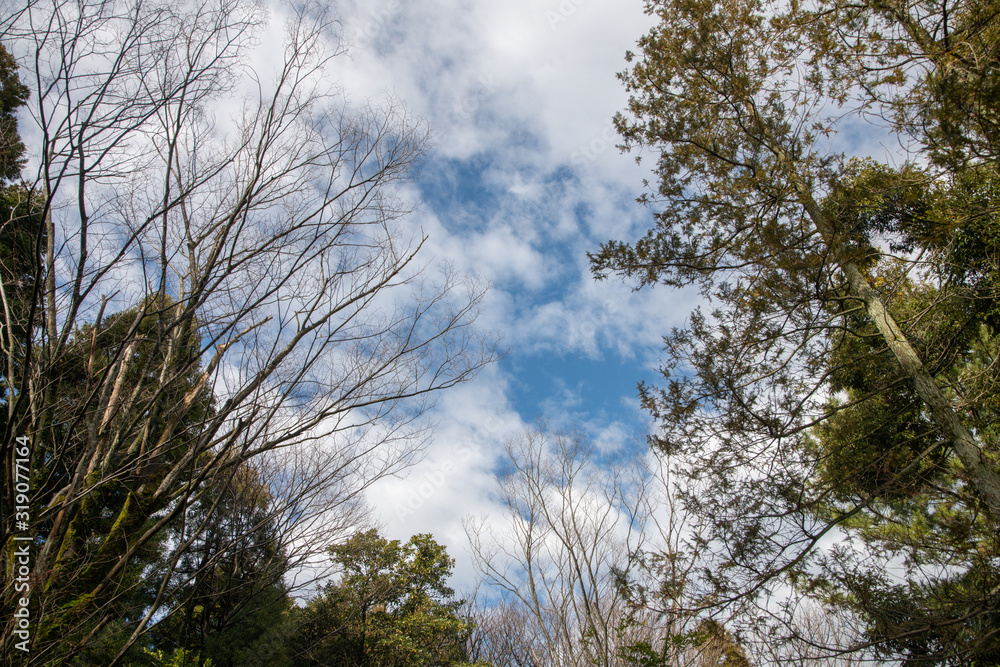 Obraz premium 冬の公園の樹木