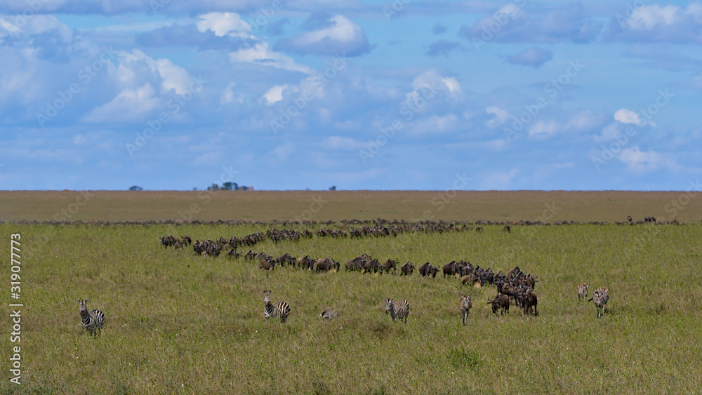 Wildebeest and Zebra Great Migration